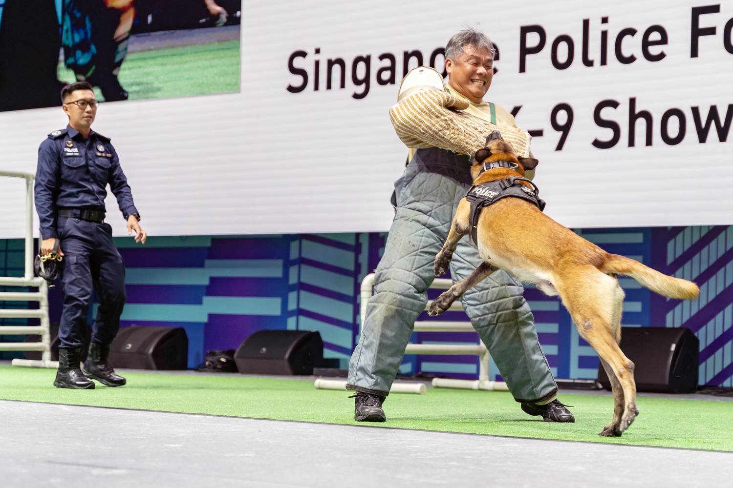 a show ongoing at the home festival involving police dogs, attacking a person wearing a safety brace