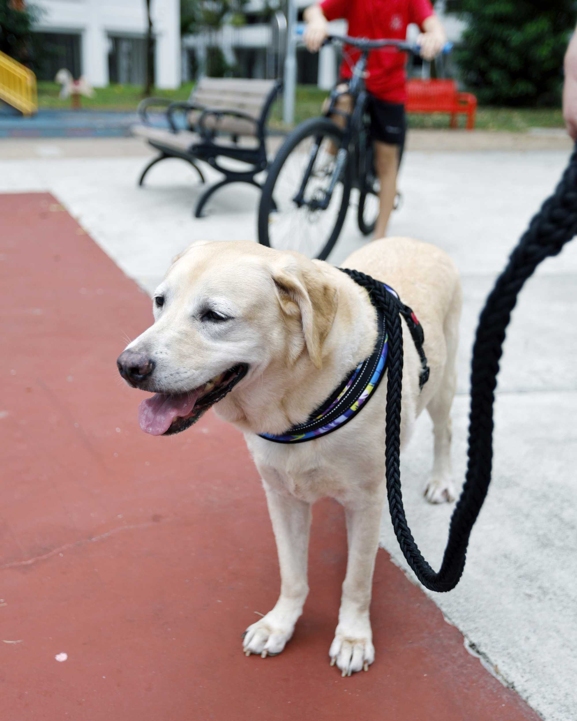 Police Life 012026 Love at First Bark 02