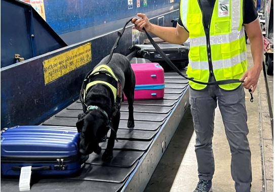 20240625_multi_agency_enforcement_operations_at_changi_airport 7