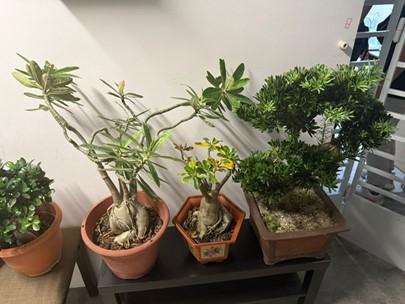 20250611_man_arrested_for_theft_of_potted_plants_1