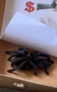 20250325_man_arrested_for_loanshark_harassment_2