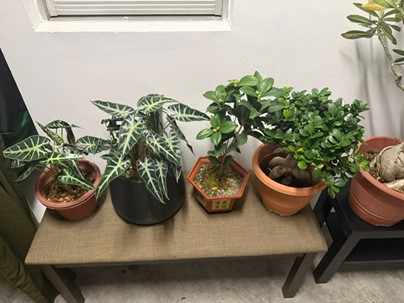 20250611_man_arrested_for_theft_of_potted_plants_2