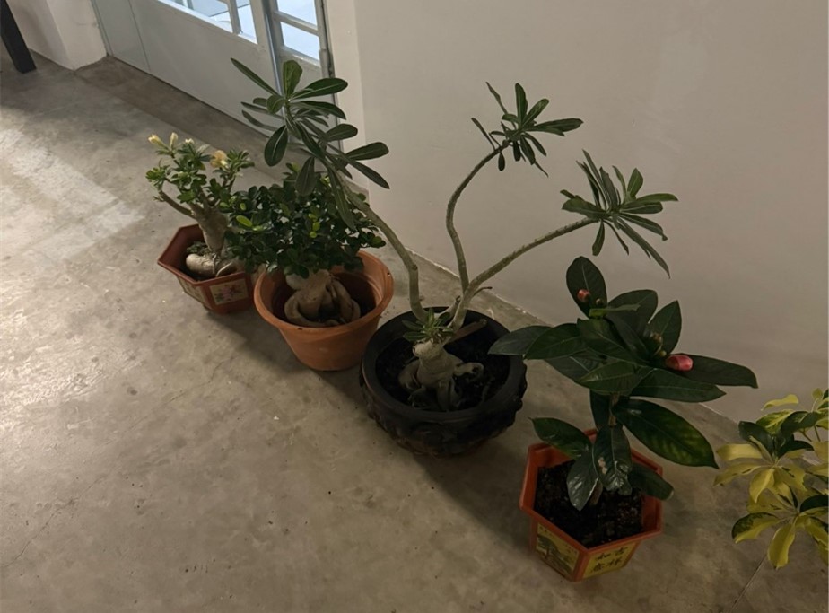 20250611_man_arrested_for_theft_of_potted_plants_3