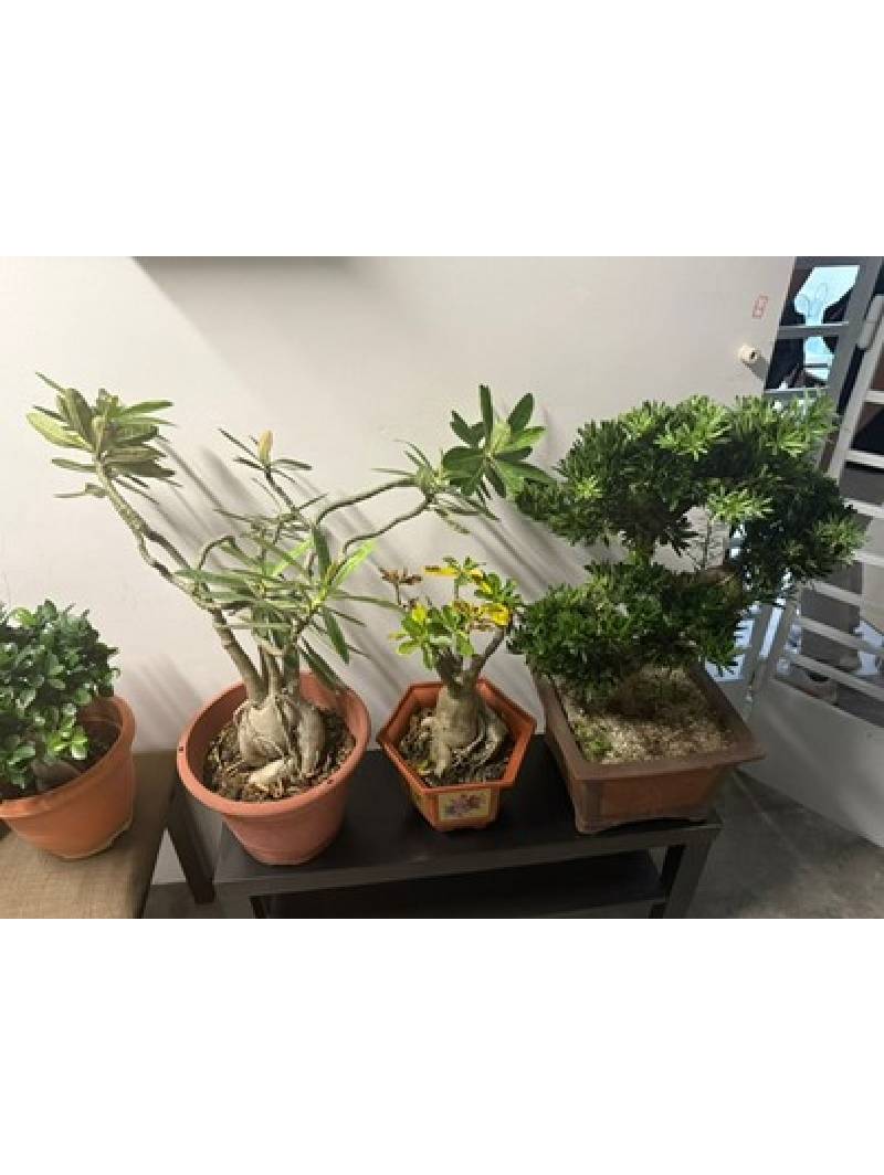 Man Arrested For Theft Of Potted Plants
